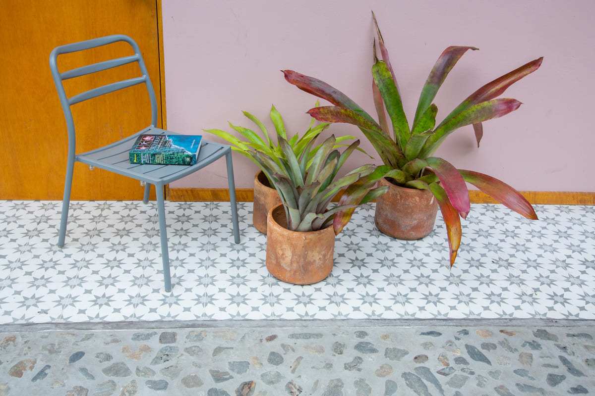 Bromelias de Exterior - Casa Flora Vivarium