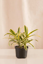 Canción de la India - Casa Flora Vivarium