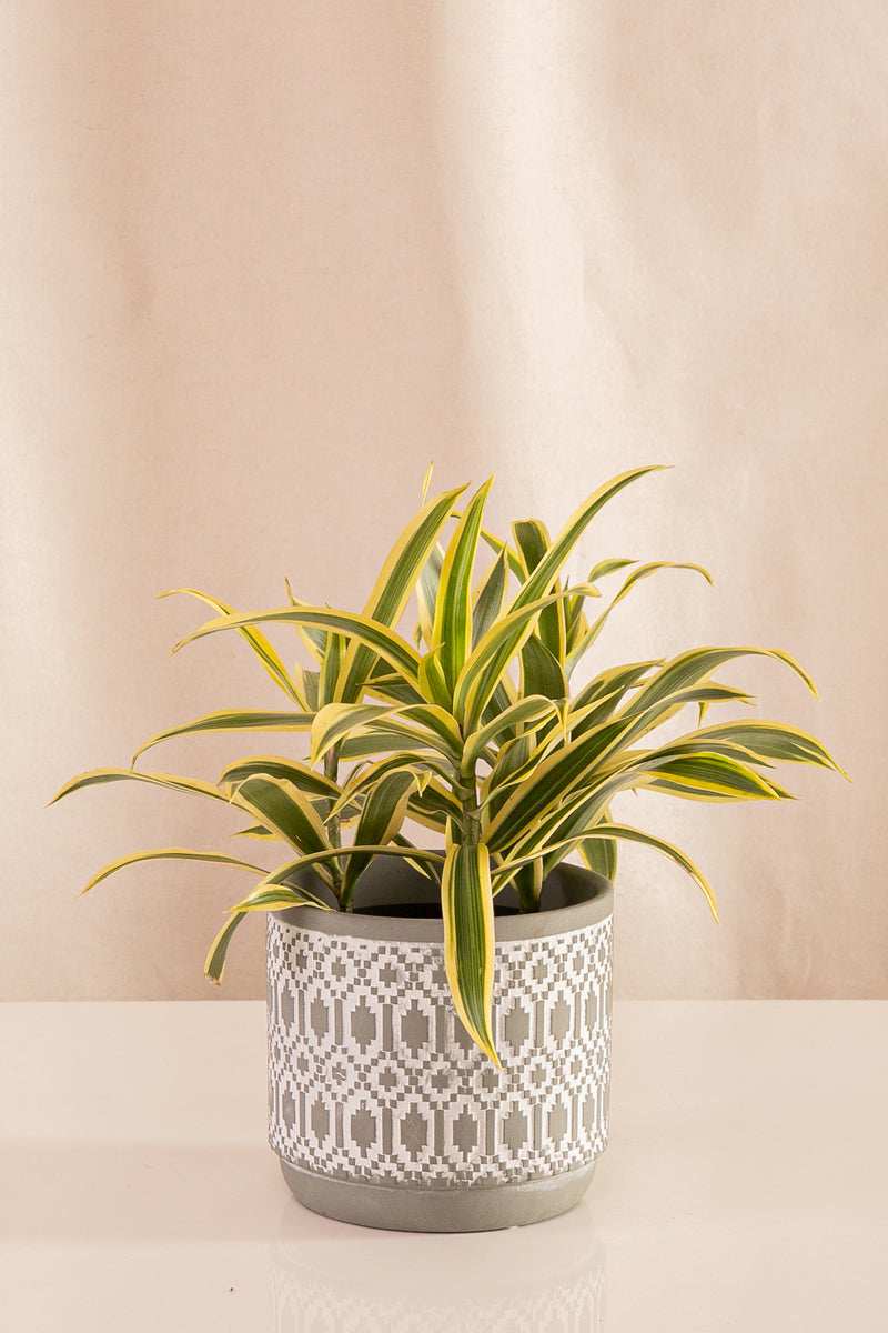 Canción de la India - Casa Flora Vivarium