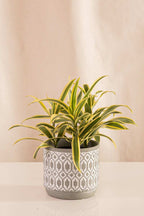 Canción de la India - Casa Flora Vivarium