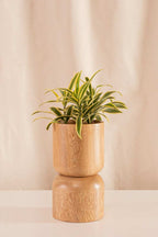 Canción de la India - Casa Flora Vivarium