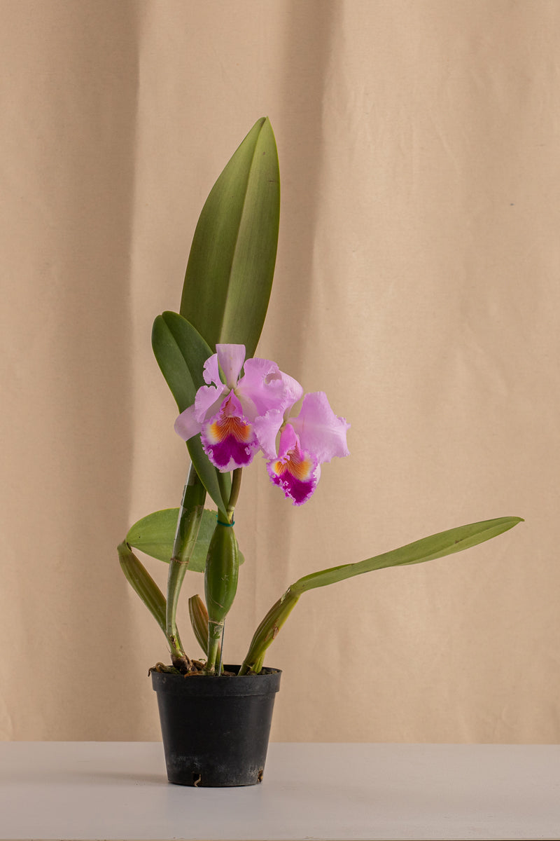 Orquídea Cattleya Trianae Tipo Especie Lila.