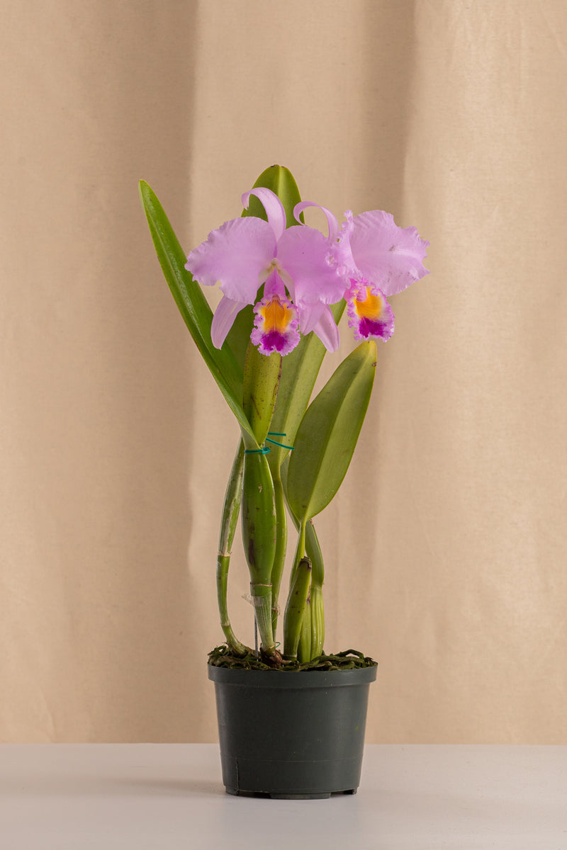 Orquídea Cattleya Trianae Tipo Especie Lavanda.