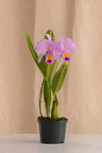 Orquídea Cattleya Trianae Tipo Especie Lavanda.