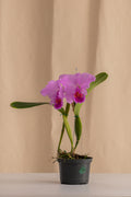 Orquídea Cattleya Trianae Tipo Especie Morado.
