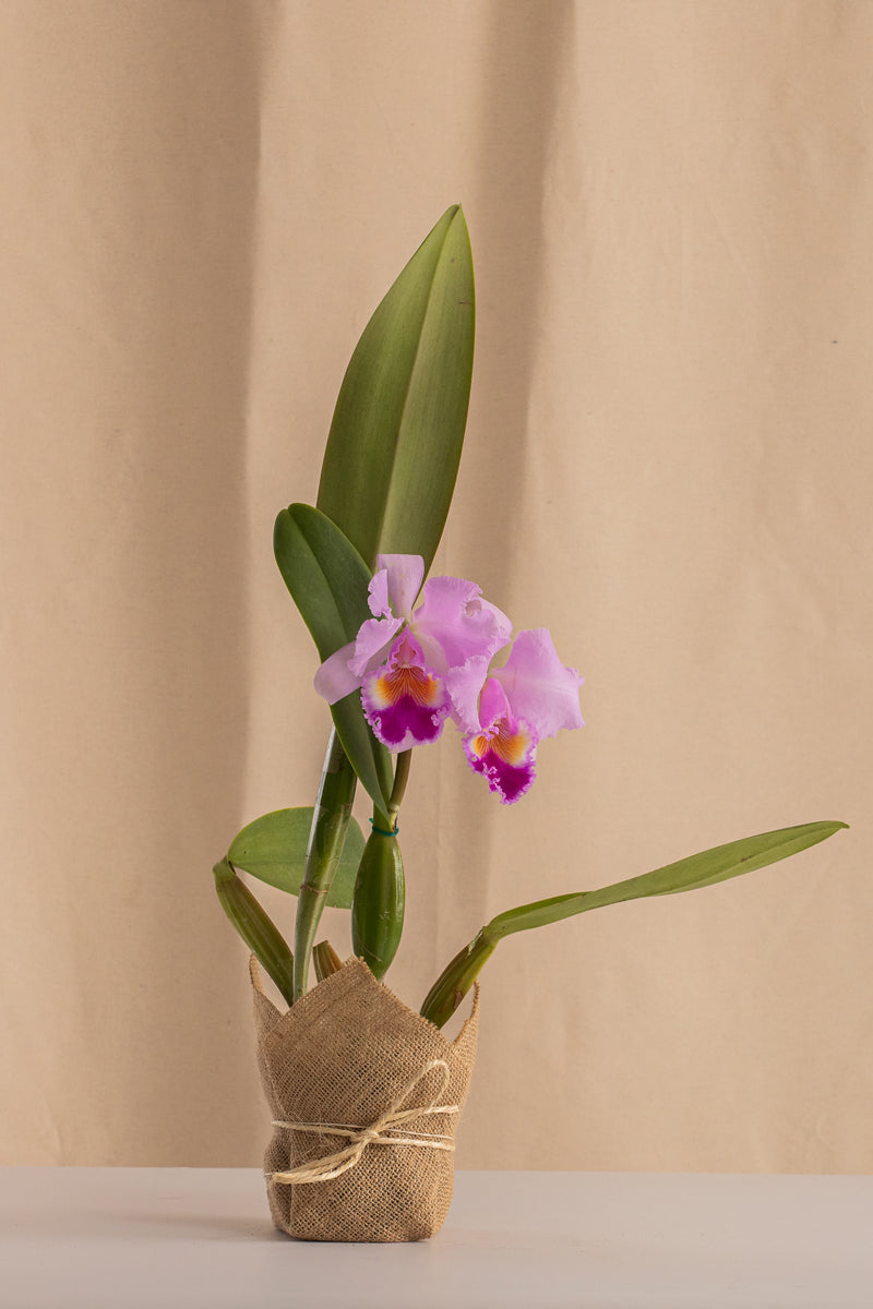 Orquídea Cattleya Trianae Tipo Especie Lila.