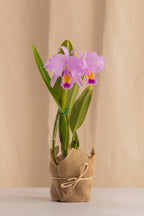Orquídea Cattleya Trianae Tipo Especie Lavanda.
