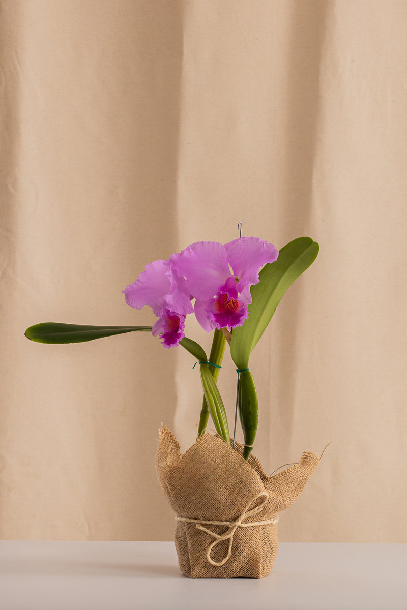 Orquídea Cattleya Trianae Tipo Especie Morado.