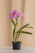 Orquídea Cattleya Coeruiea