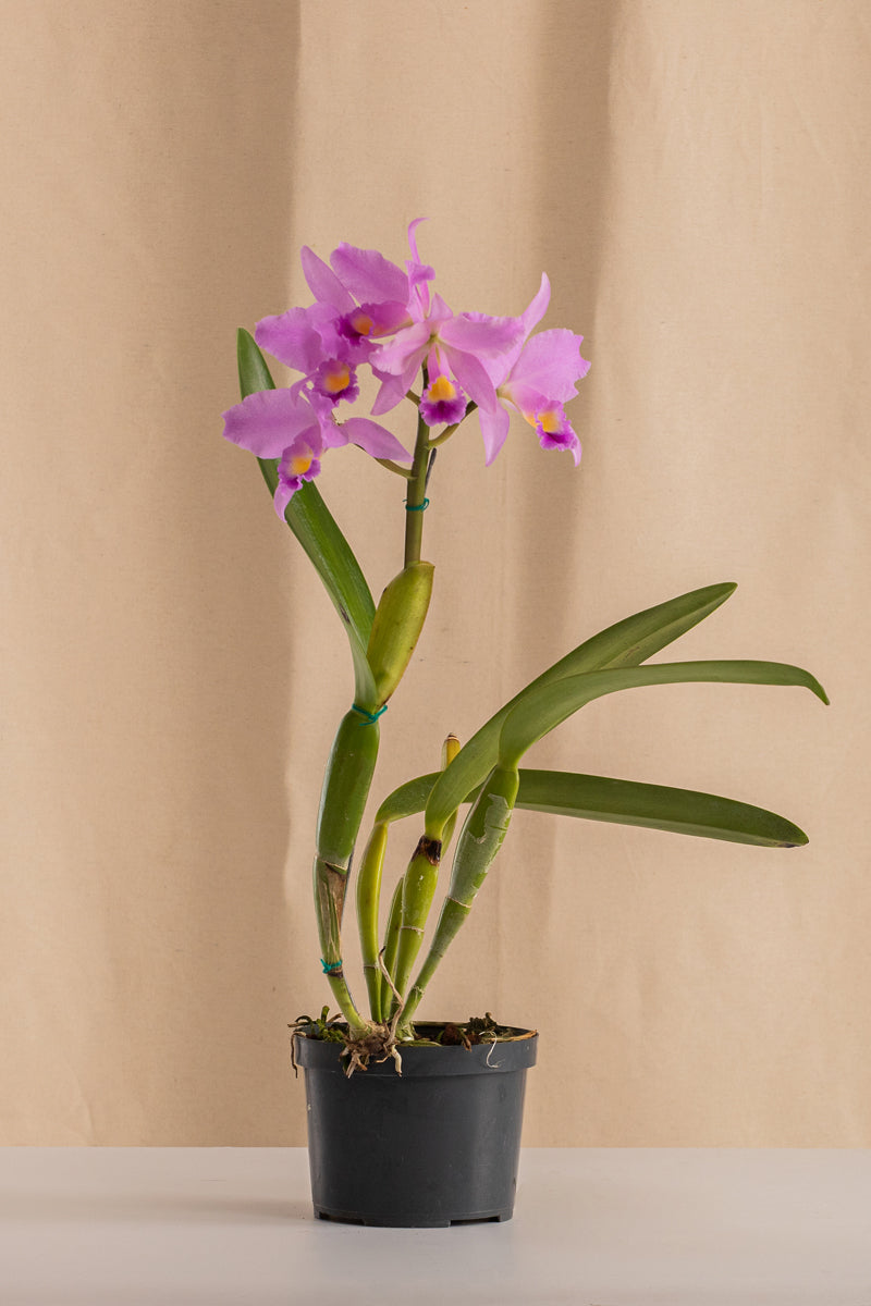 Orquídea Cattleya Coeruiea