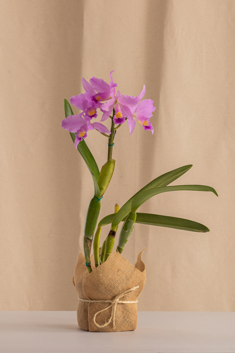Orquídea Cattleya Coeruiea