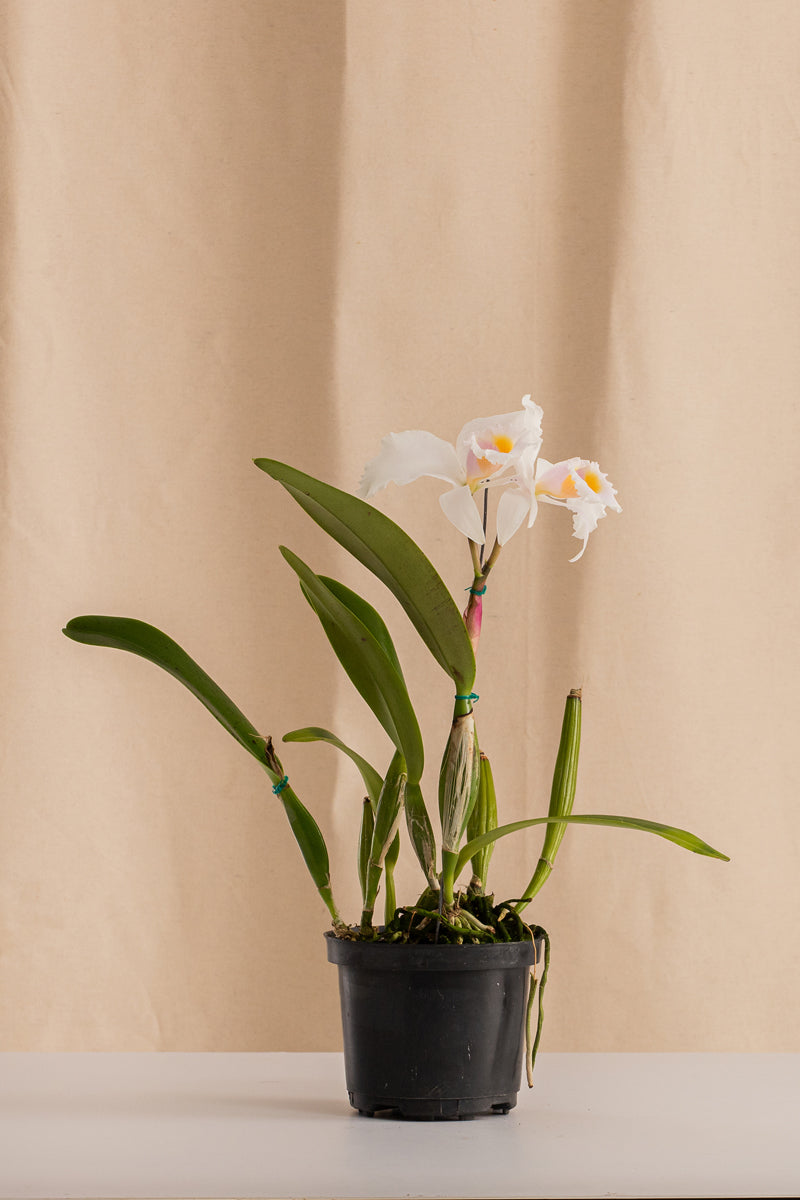 Orquídea Cattleya Quadricolor Especie