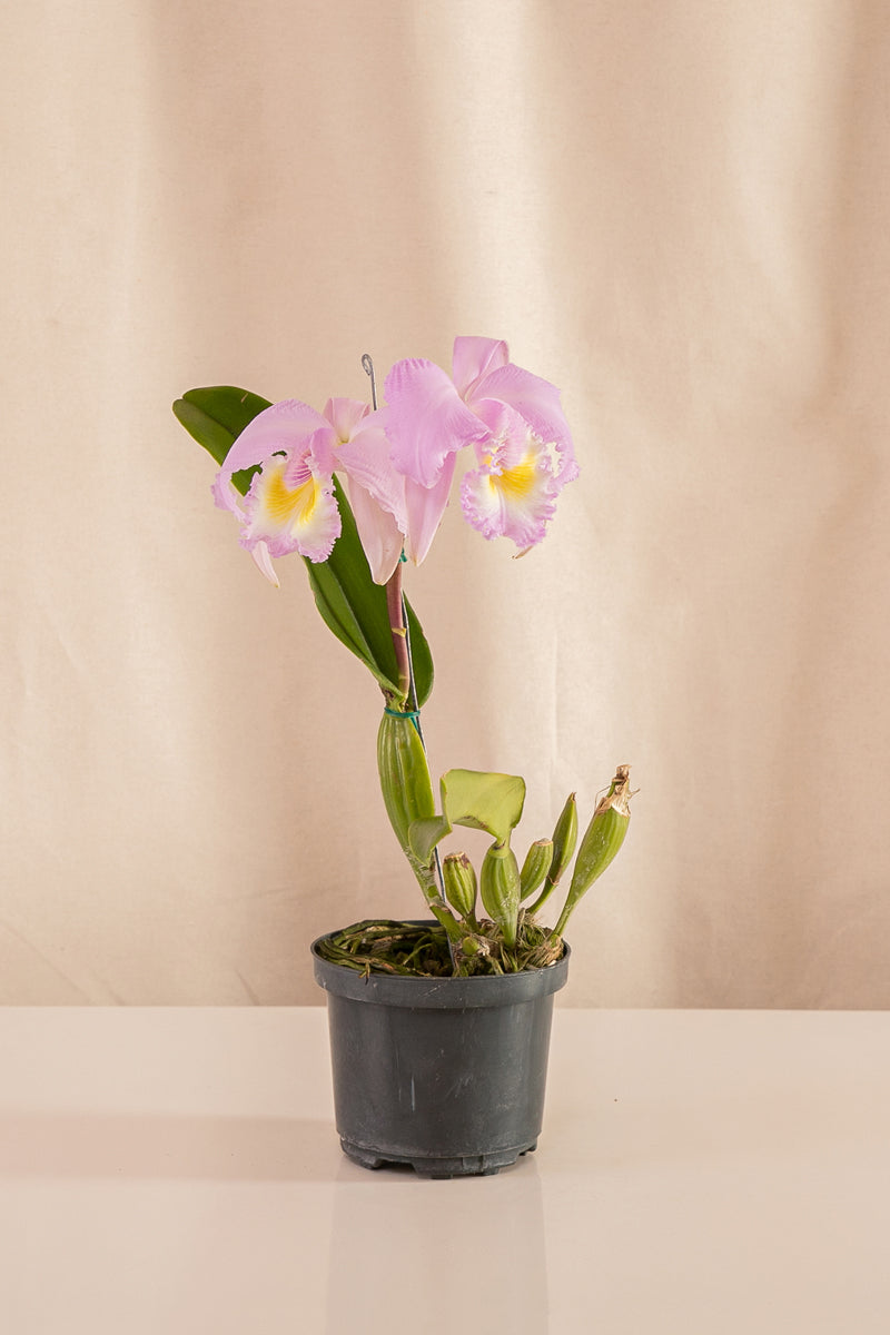 Orquídea Cattleya Especie Colores Surtidos