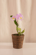 Matero de Palma con Base 18cms de Diámetro