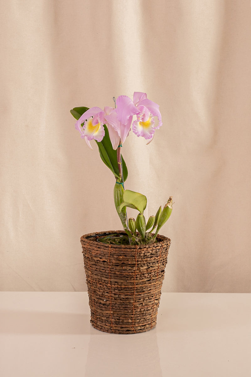 Matero de Palma con Base 18cms de Diámetro