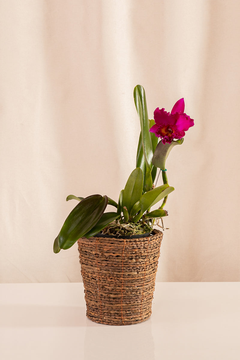 Fanático Casa Flora - Combo Sorpresa