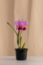 Orquídea Cattleya LC Bonanza Tipo Híbrida