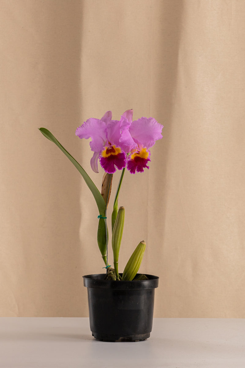 Orquídea Cattleya LC Bonanza Tipo Híbrida
