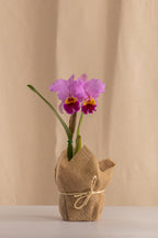 Orquídea Cattleya LC Bonanza Tipo Híbrida