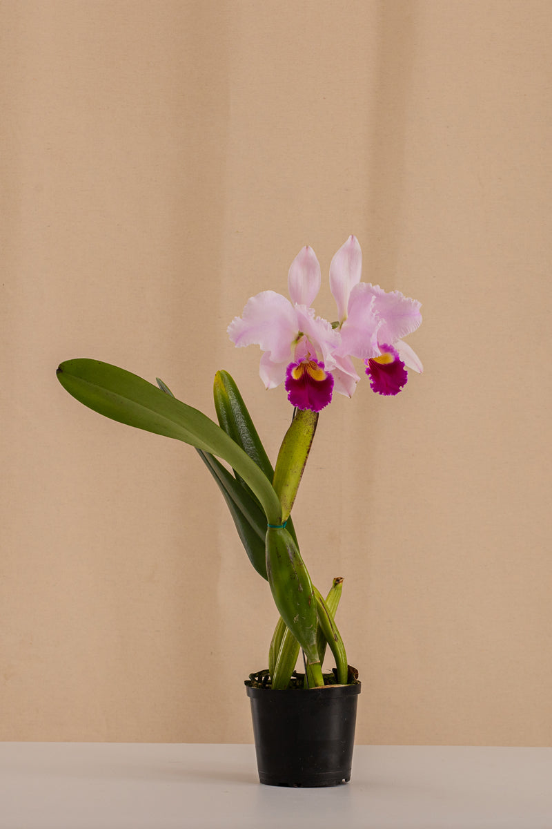 Orquídea Cattleya LC Harrys Beat Tipo Híbrida