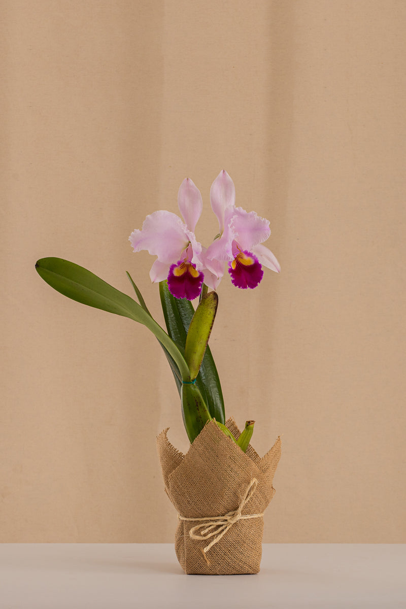 Orquídea Cattleya LC Harrys Beat Tipo Híbrida