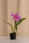 Orquídea Cattleya Pastoral Tipo Híbrida