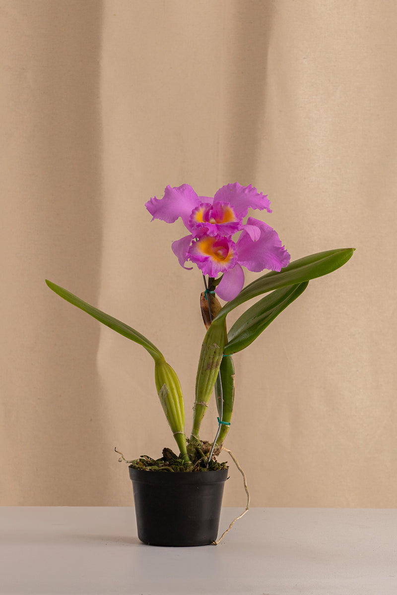 Orquídea Cattleya Pastoral Tipo Híbrida