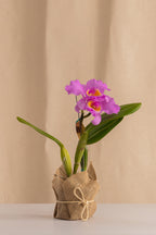 Orquídea Cattleya Pastoral Tipo Híbrida