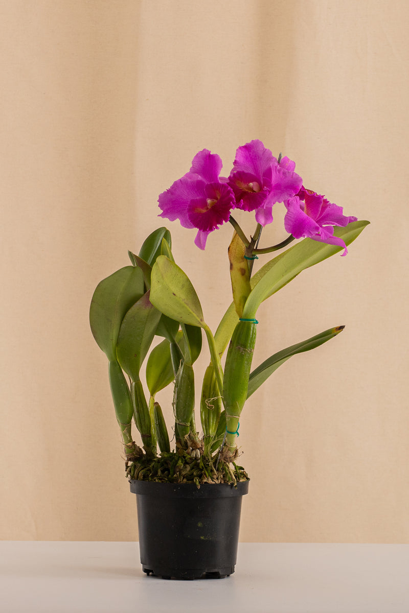 Orquídea Cattleya Trianae Tipo Híbrida.