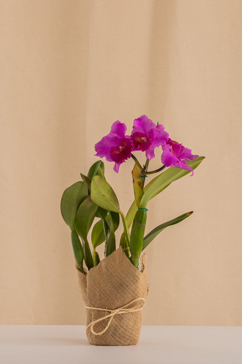 Orquídea Cattleya Trianae Tipo Híbrida.
