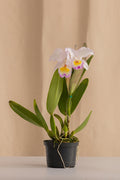 Orquídea Cattleya Trianae Rosa de los Vientos Tipo Híbrida
