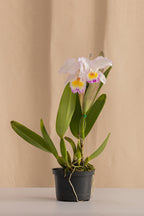 Orquídea Cattleya Trianae Rosa de los Vientos Tipo Híbrida