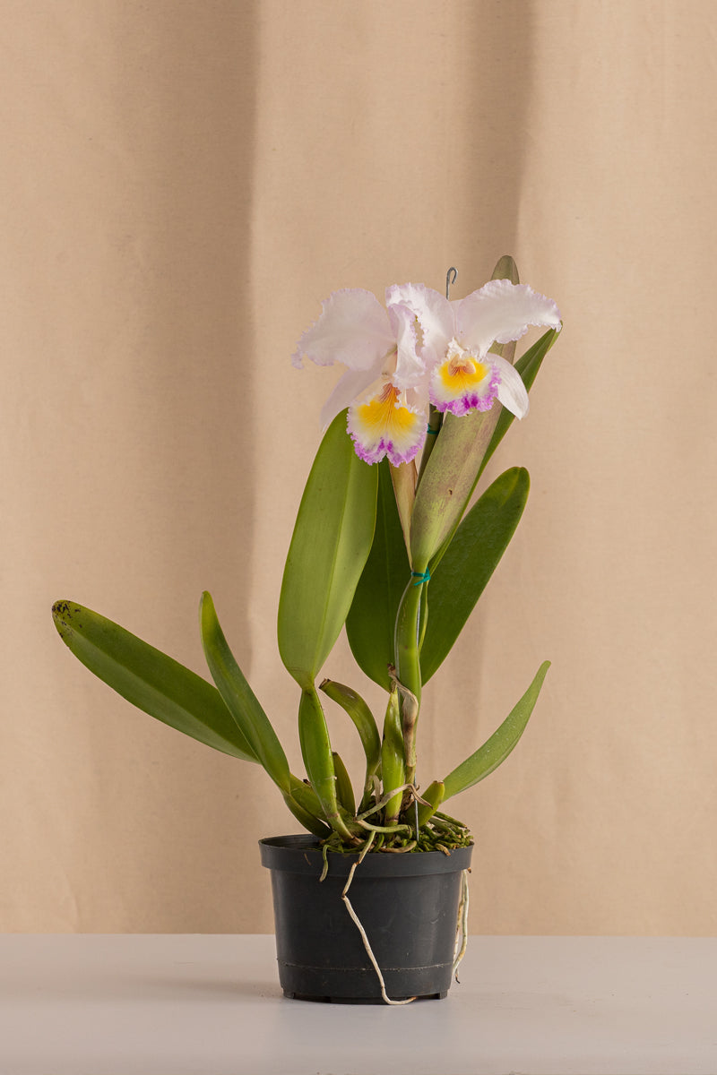 Orquídea Cattleya Trianae Rosa de los Vientos Tipo Híbrida
