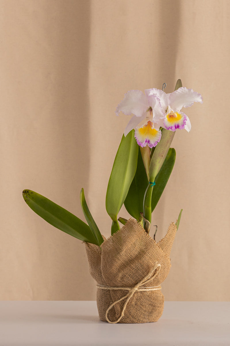 Orquídea Cattleya Trianae Rosa de los Vientos Tipo Híbrida