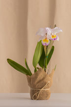 Orquídea Cattleya Trianae Rosa de los Vientos Tipo Híbrida