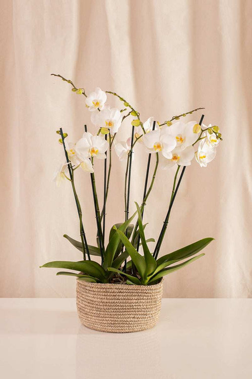 Combo 3 Phalaenopsis Grandes de 2 Tallos + Canasto de Fique - Casa Flora Vivarium