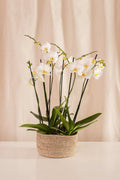 Canasto Fique 24cms de Diámetro - Casa Flora Vivarium