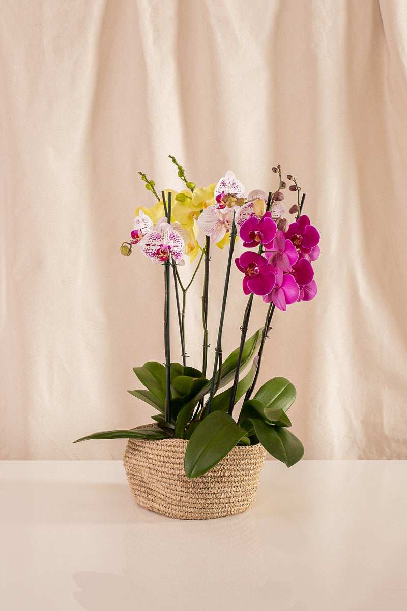 Combo 3 Phalaenopsis Grandes de 2 Tallos + Canasto de Fique - Casa Flora Vivarium