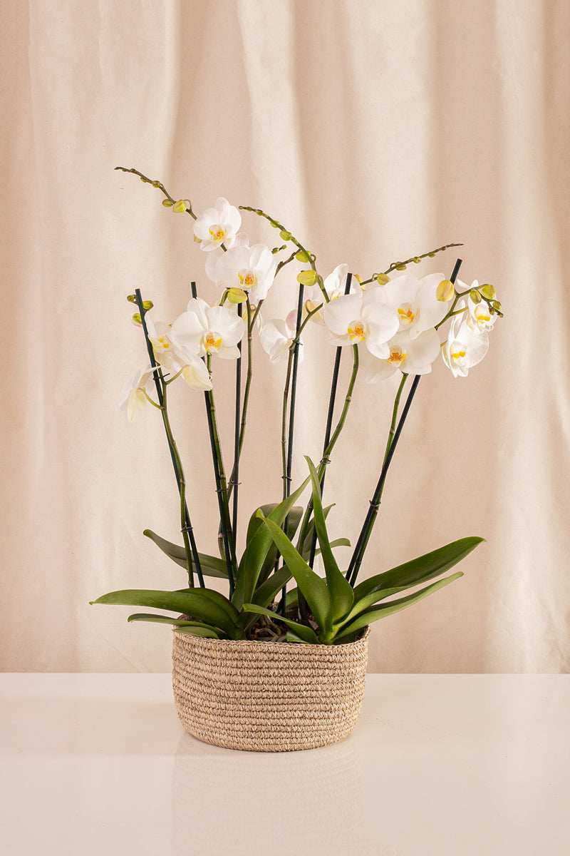 Combo 3 Phalaenopsis Grandes de 2 Tallos + Canasto de Fique - Casa Flora Vivarium