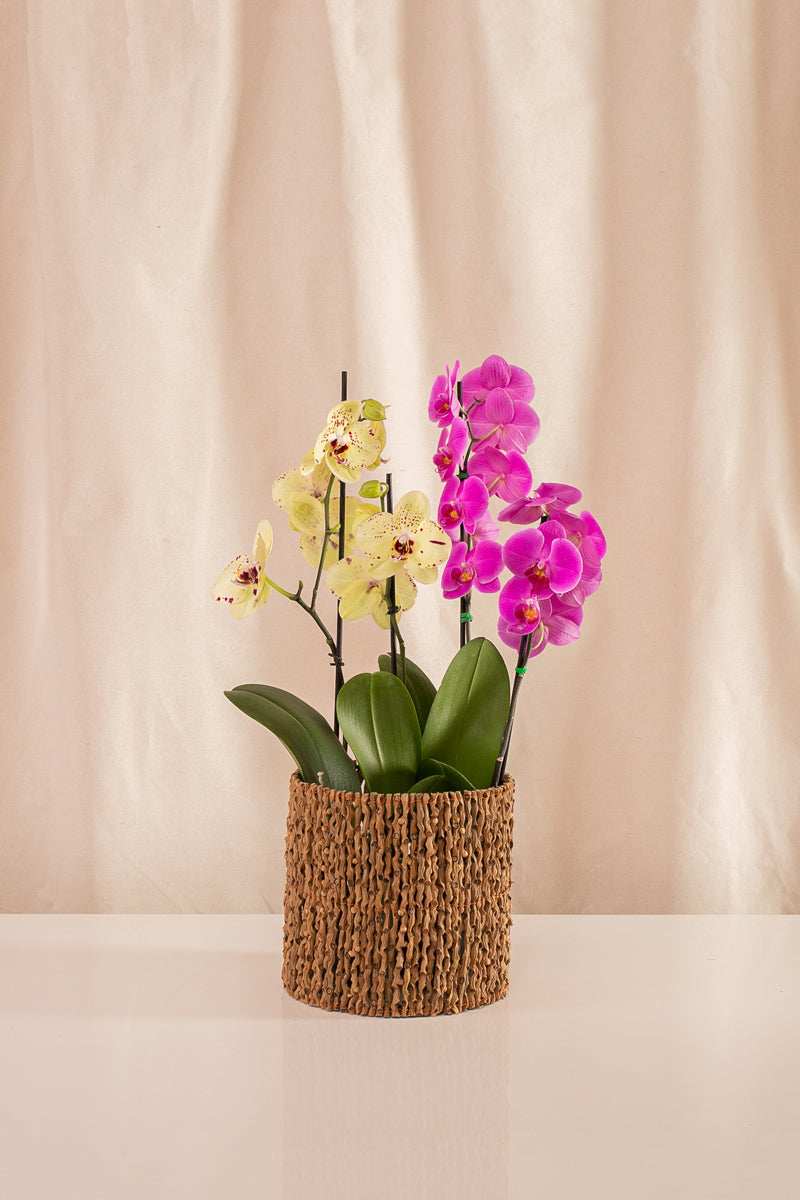 Combo 2 Phalaenopsis Grandes de 2 Tallos + Canasto de Palma - Casa Flora Vivarium