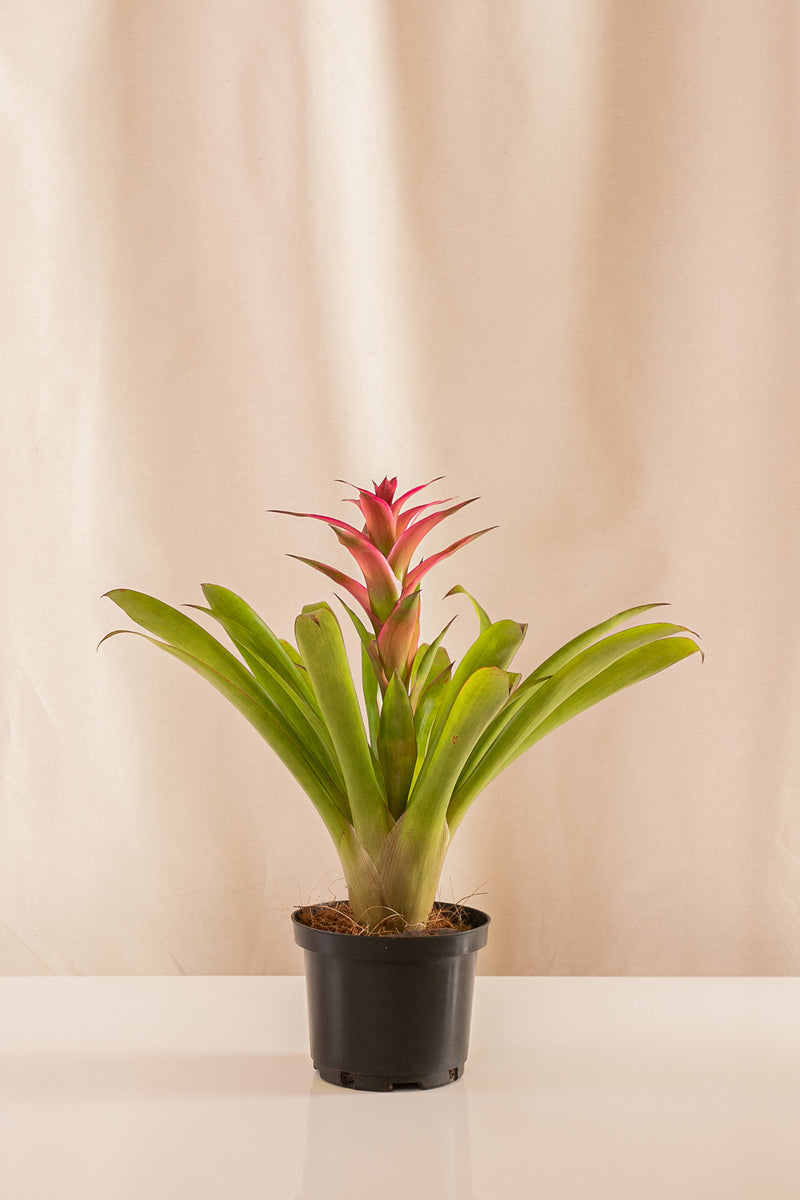 Guzmania Athena