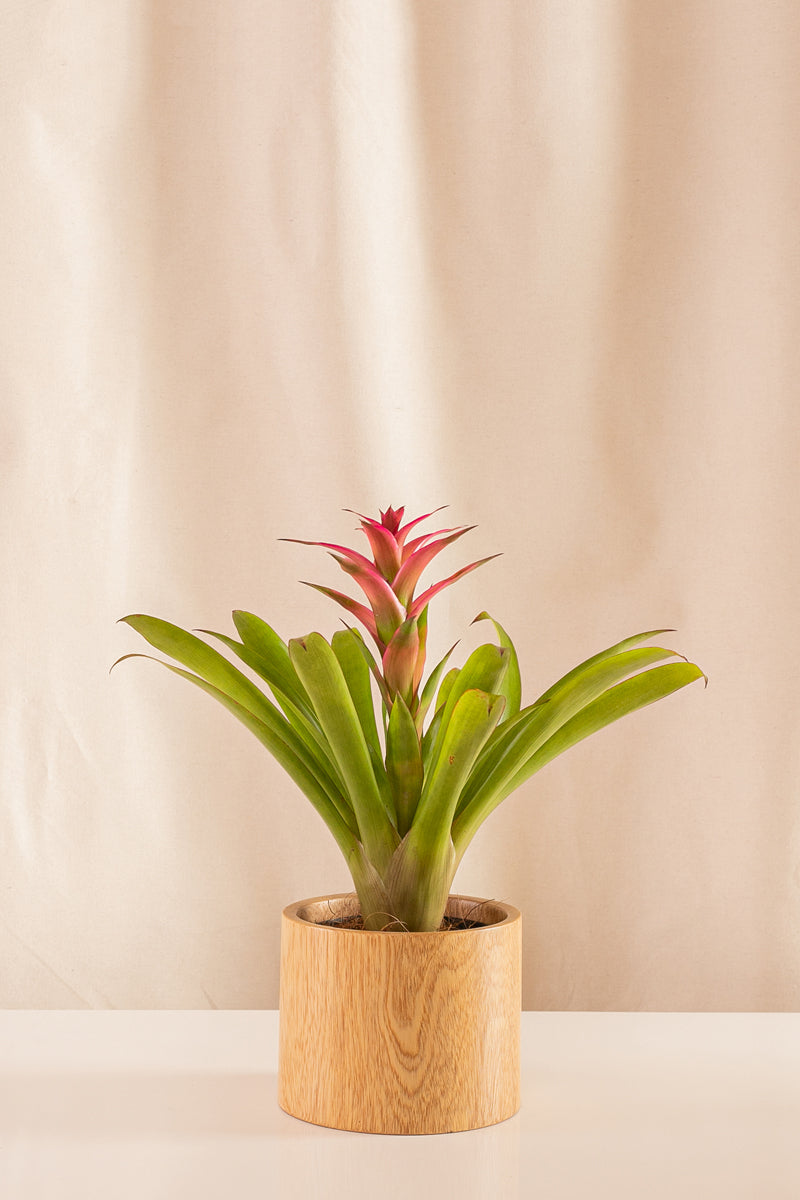Guzmania Athena