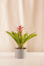 Guzmania Athena