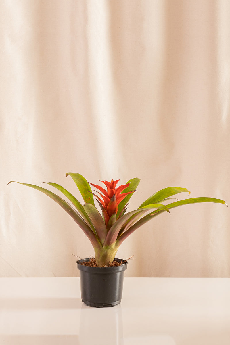 Guzmania Cherry