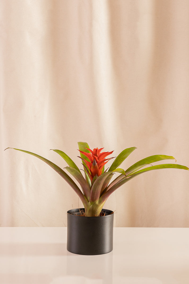 Guzmania Cherry