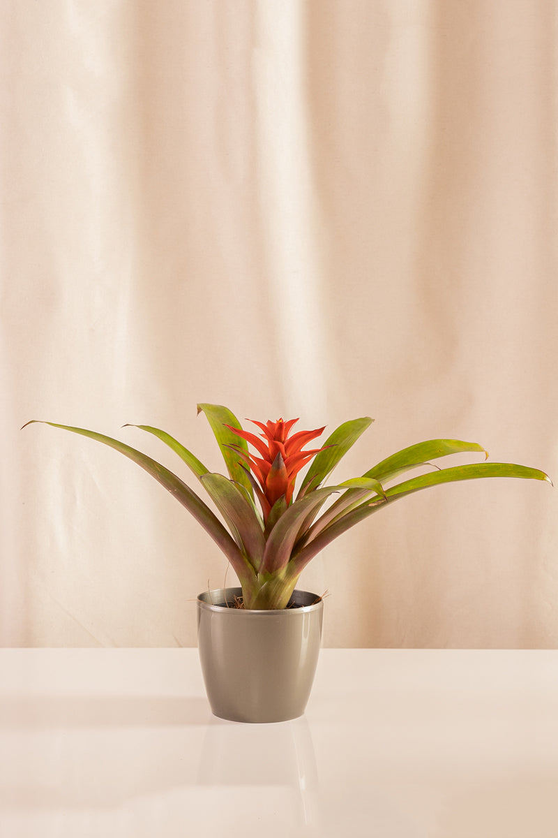 Guzmania Cherry
