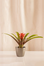 Guzmania Cherry