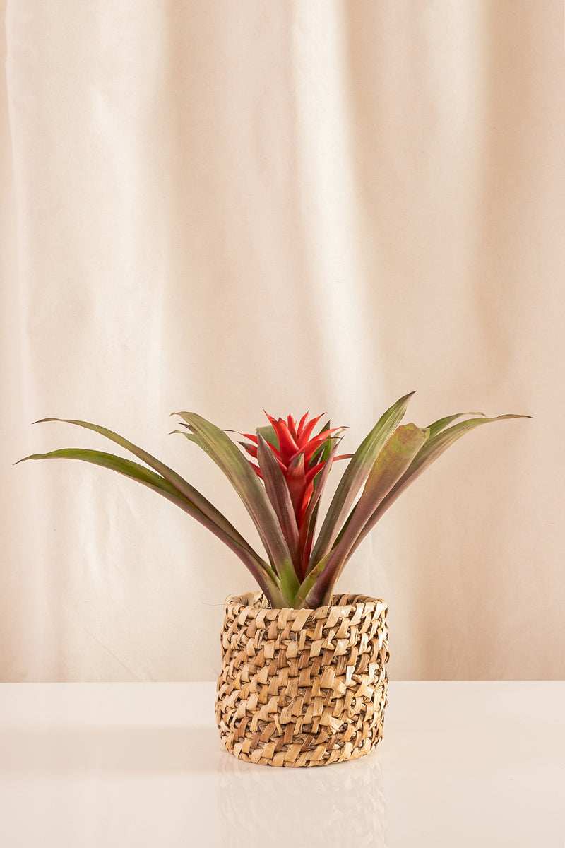 Canasto Plátano de 15cms de Diámetro - Casa Flora Vivarium