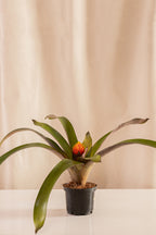 Guzmania Conifera