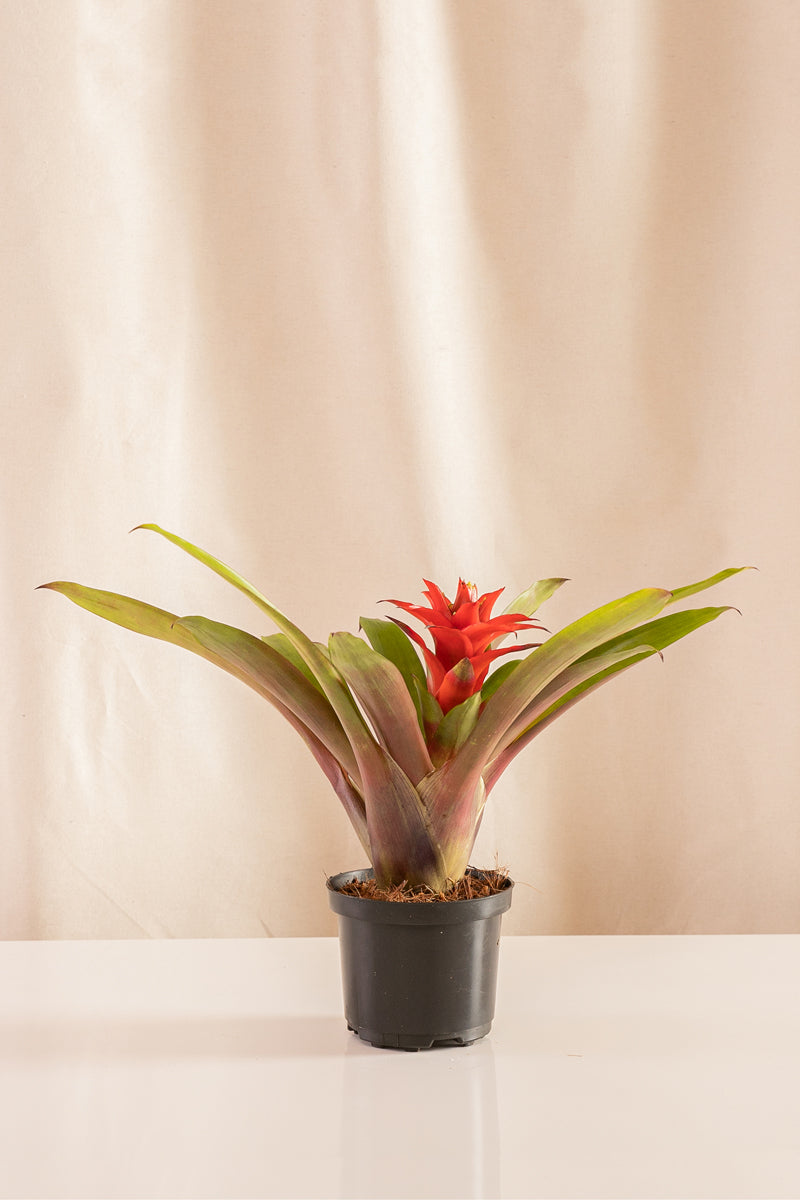 Guzmania Denise